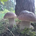Semesterbostad Agroturystyka Zatom Stary