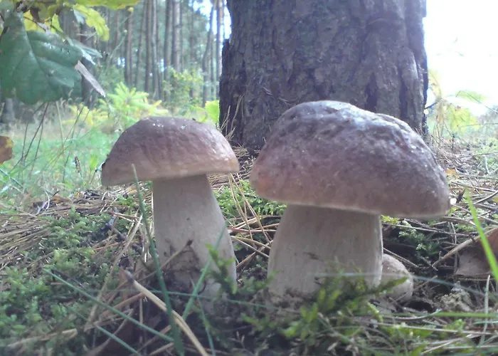 בית נופש Agroturystyka Zatom Stary